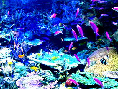 グレートバリアリーフ２