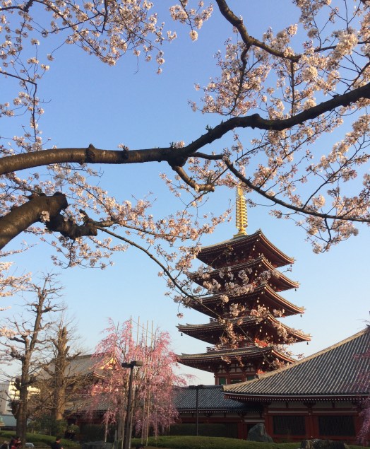 asakusa sakura-1