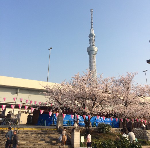 asakusa skytree sakura-2