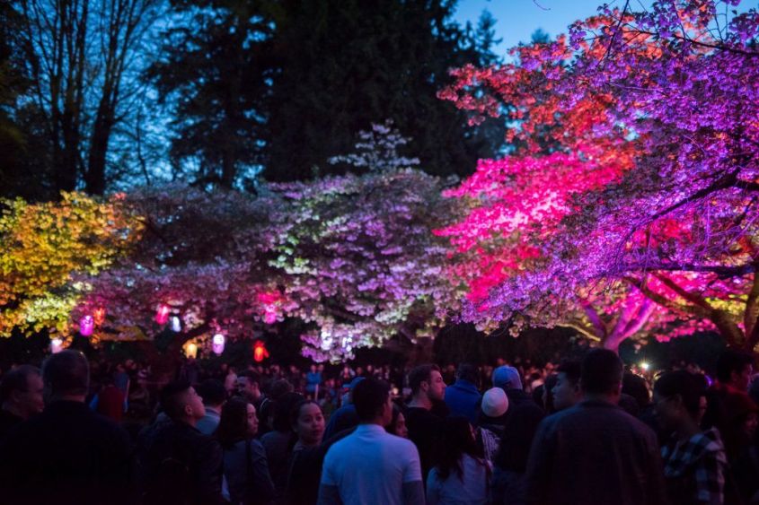 バンクーバー桜ー１