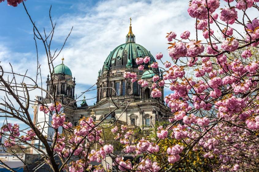 ベルリン桜