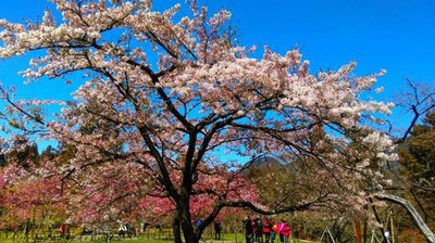 台湾桜ー１
