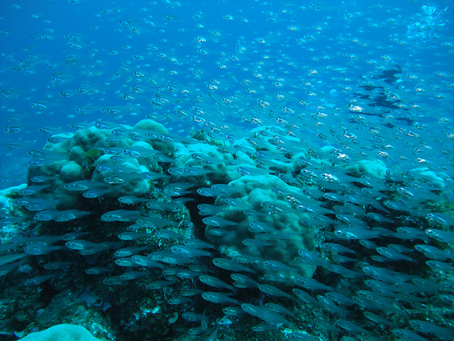 小笠原諸島ー２